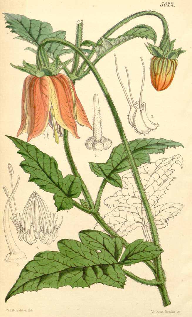 no HD illustration available (3)