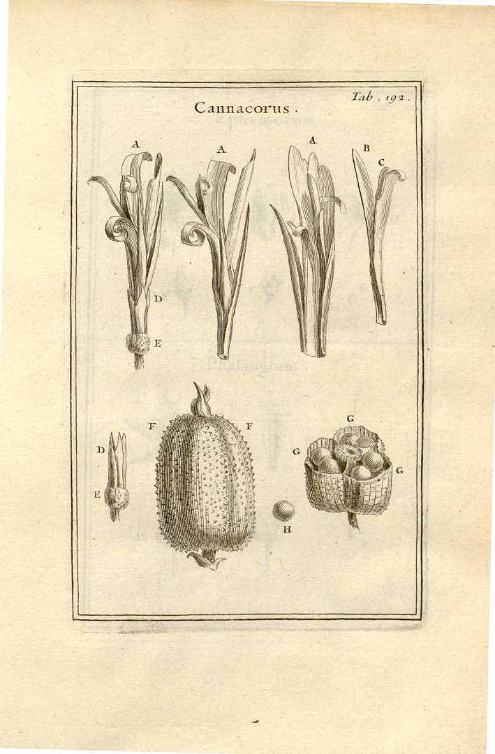 no HD illustration available (3)