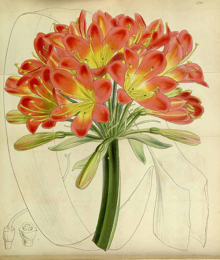 no HD illustration available (3)