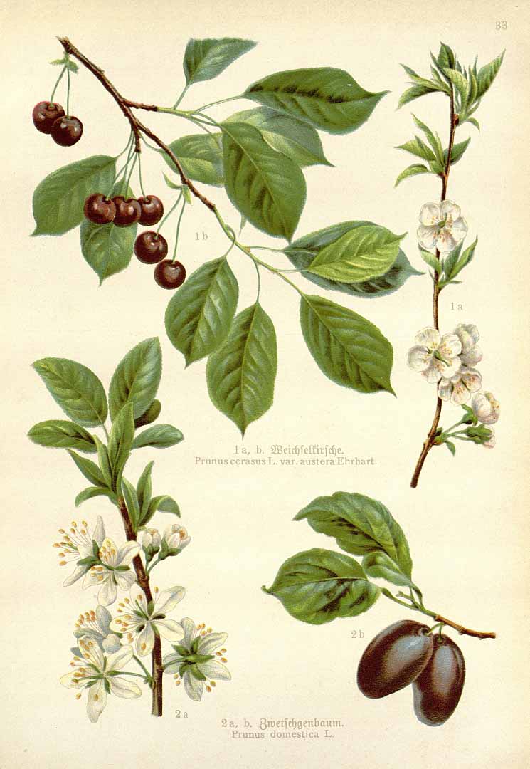 no HD illustration available (3)