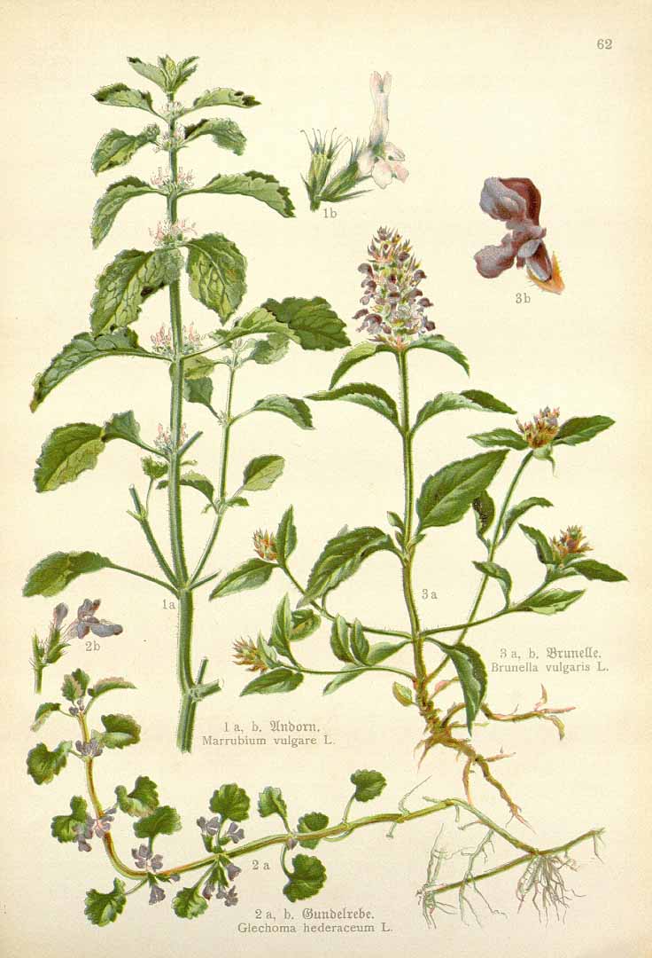 no HD illustration available (3)