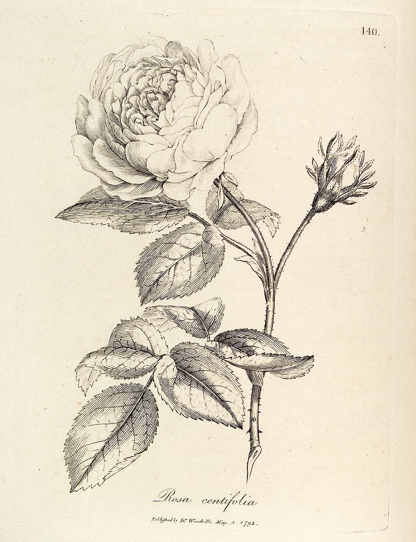 no HD illustration available (3)