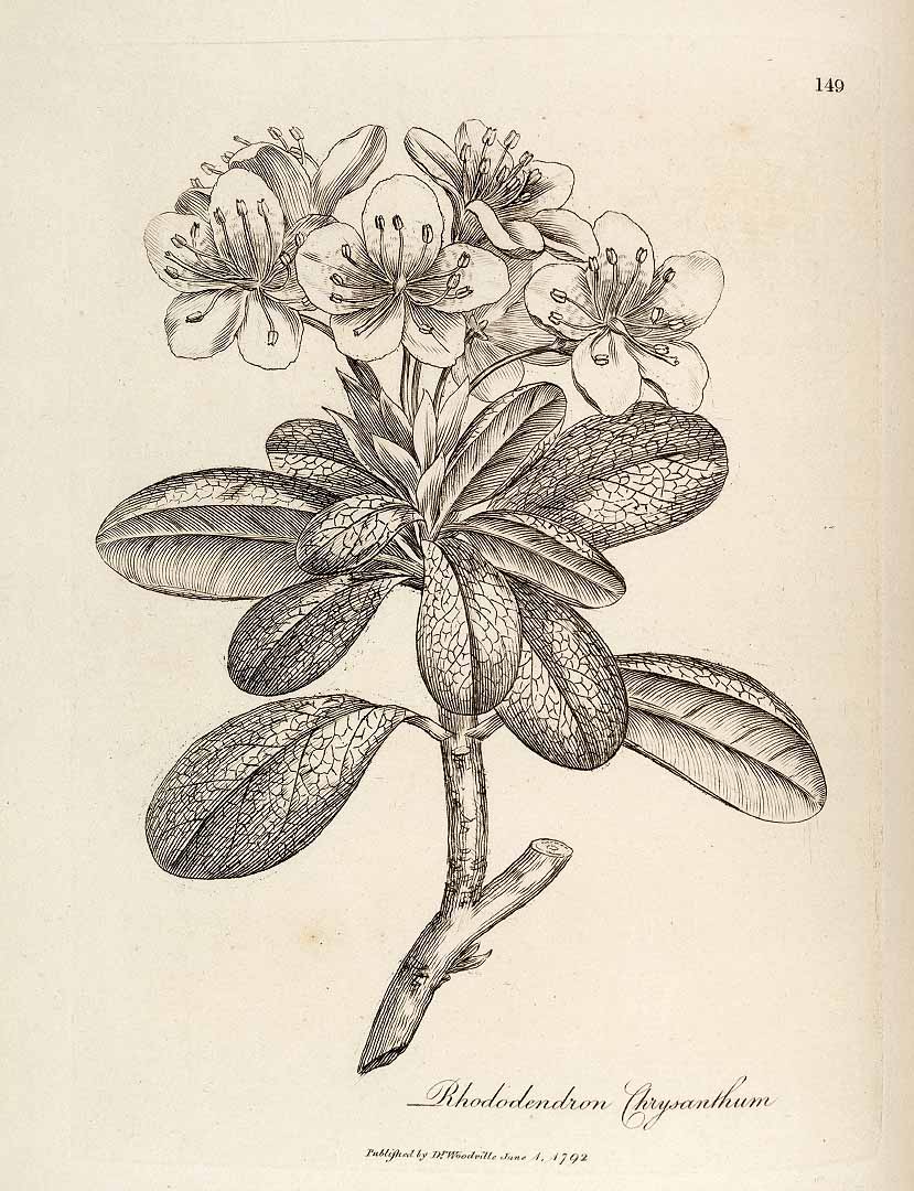 no HD illustration available (3)