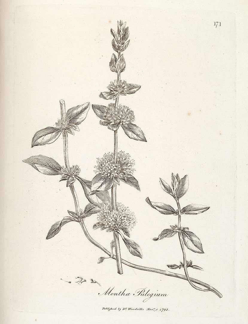 no HD illustration available (3)