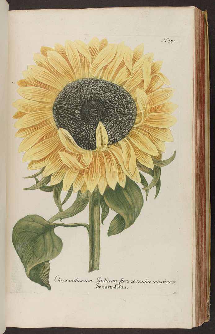 no HD illustration available (3)