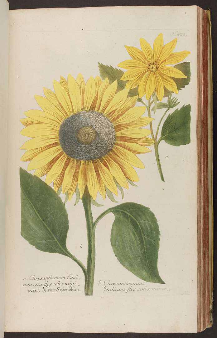 no HD illustration available (3)