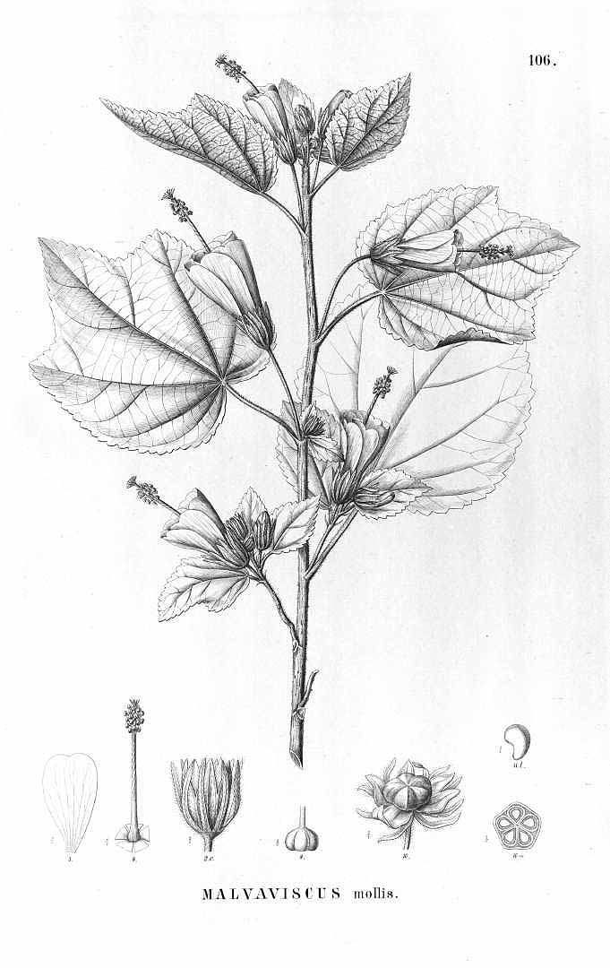 no HD illustration available (3)