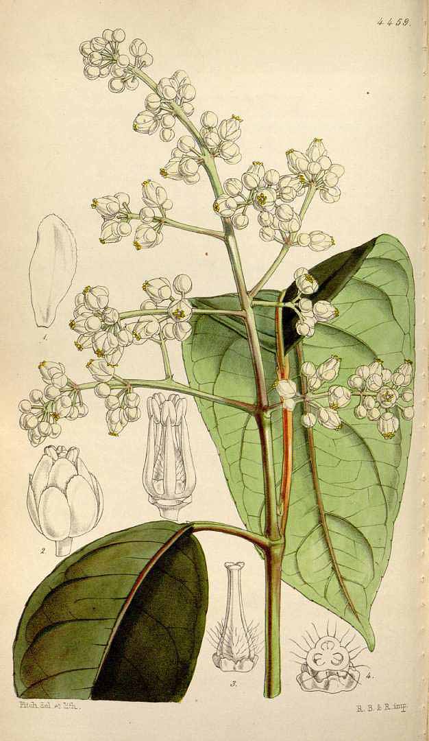 no HD illustration available (3)