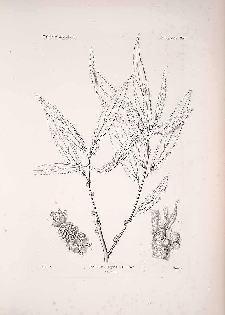 no HD illustration available (3)