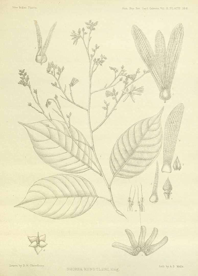 no HD illustration available (3)