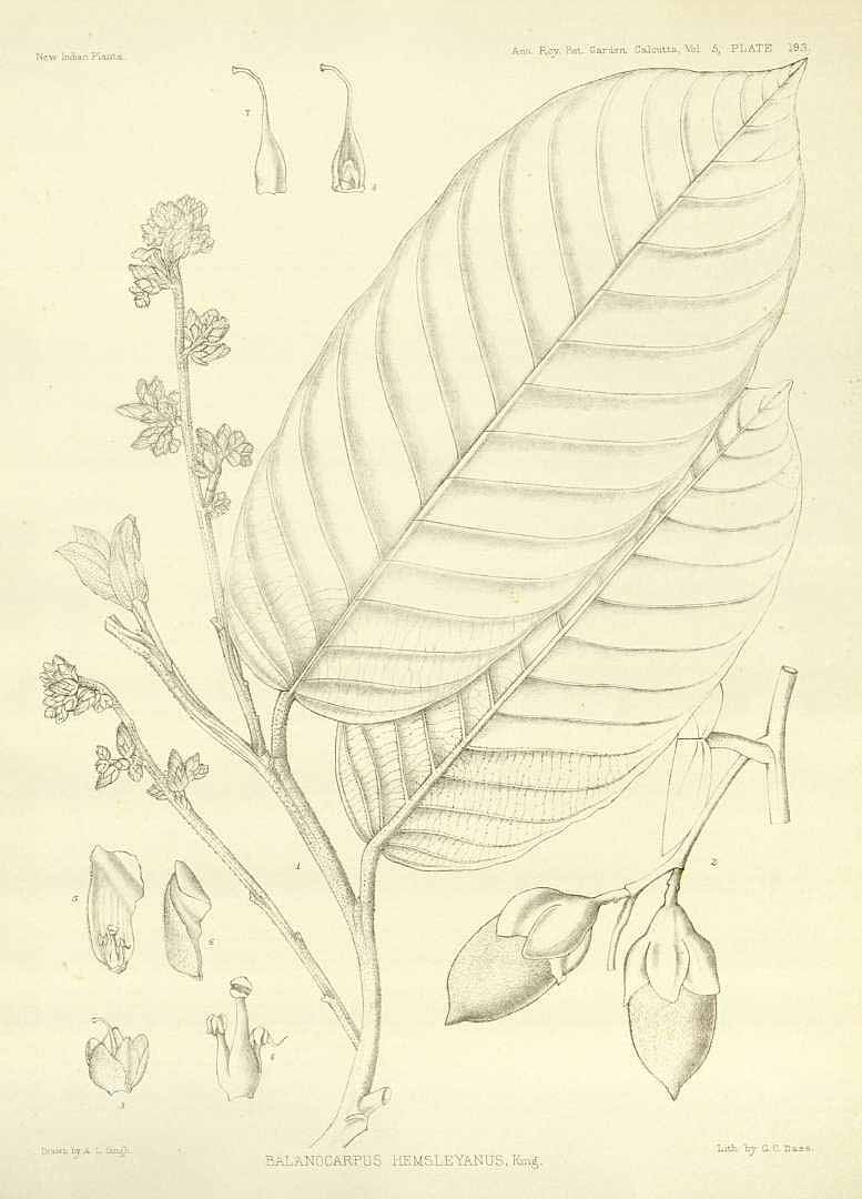 no HD illustration available (3)