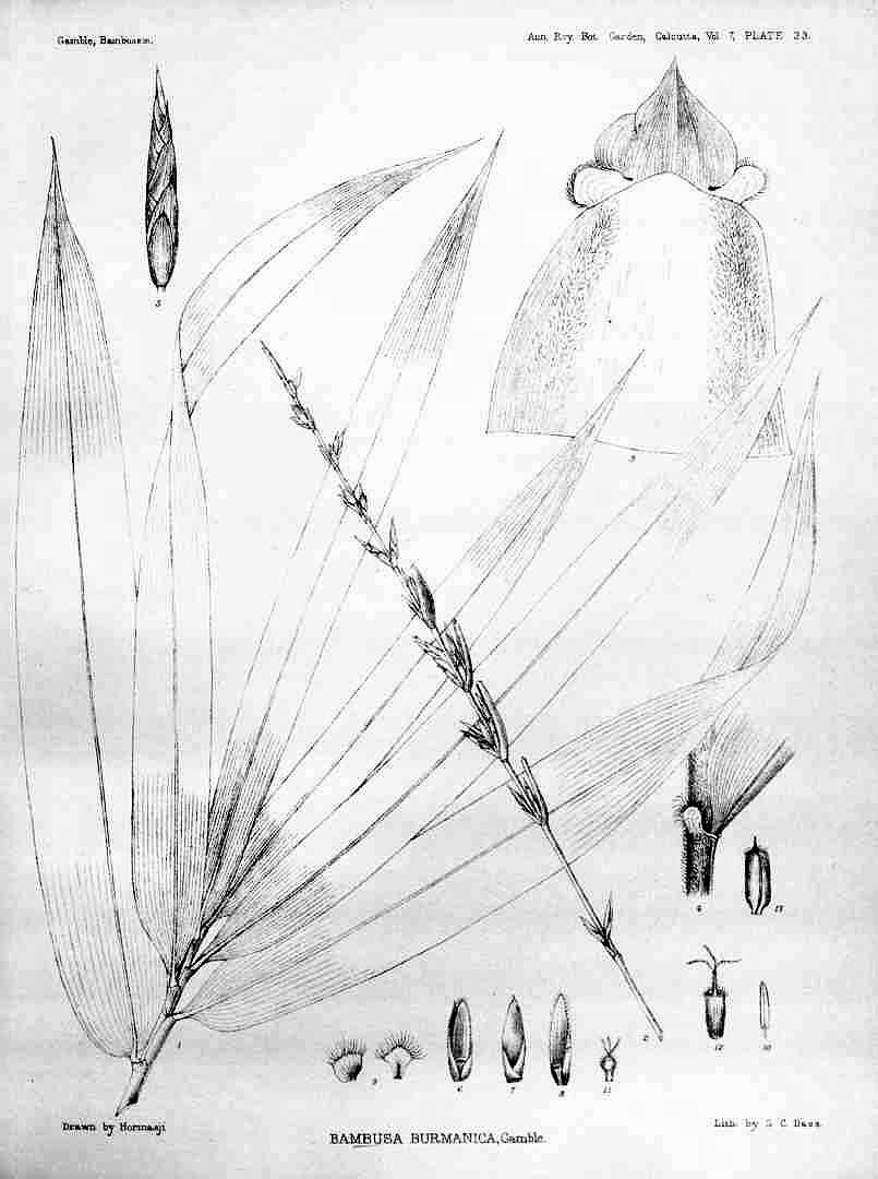 no HD illustration available (3)