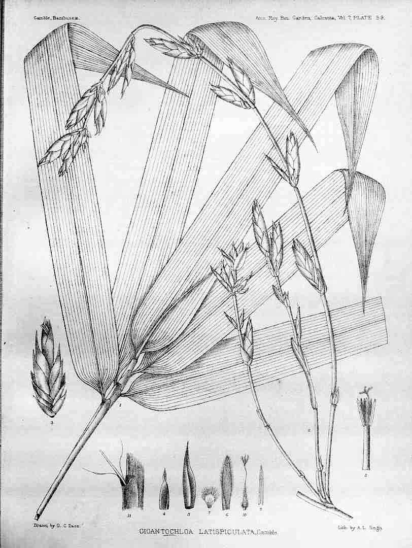 no HD illustration available (3)