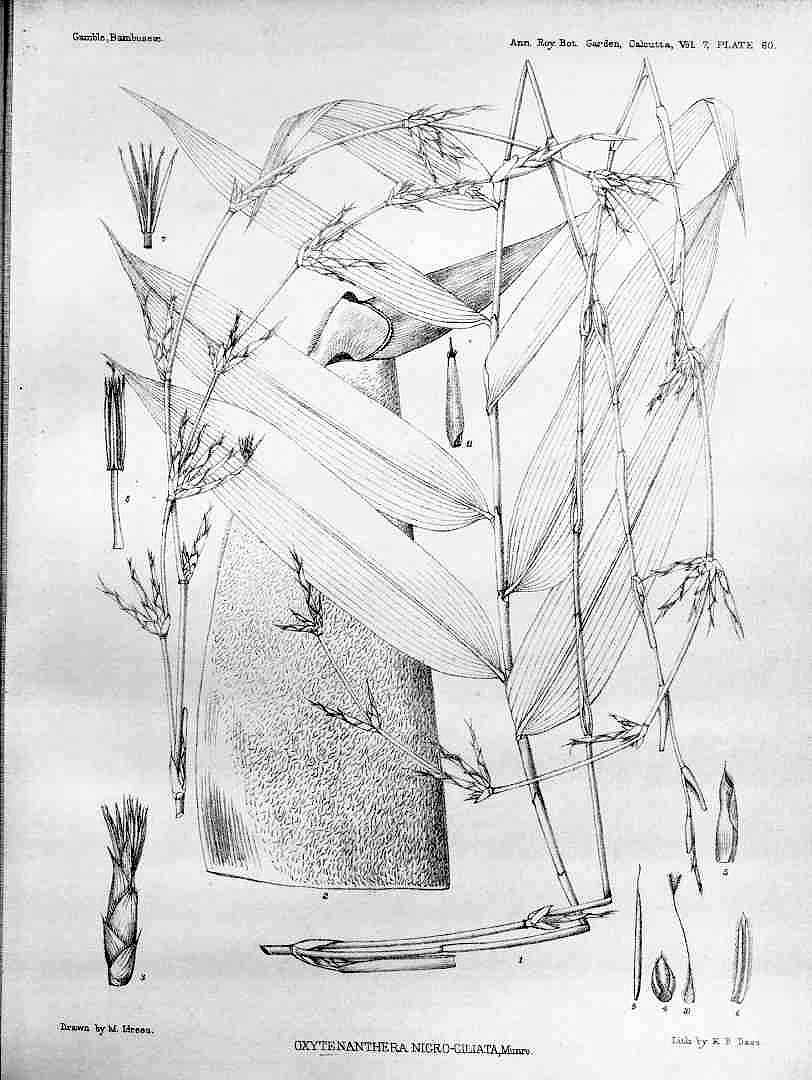 no HD illustration available (3)