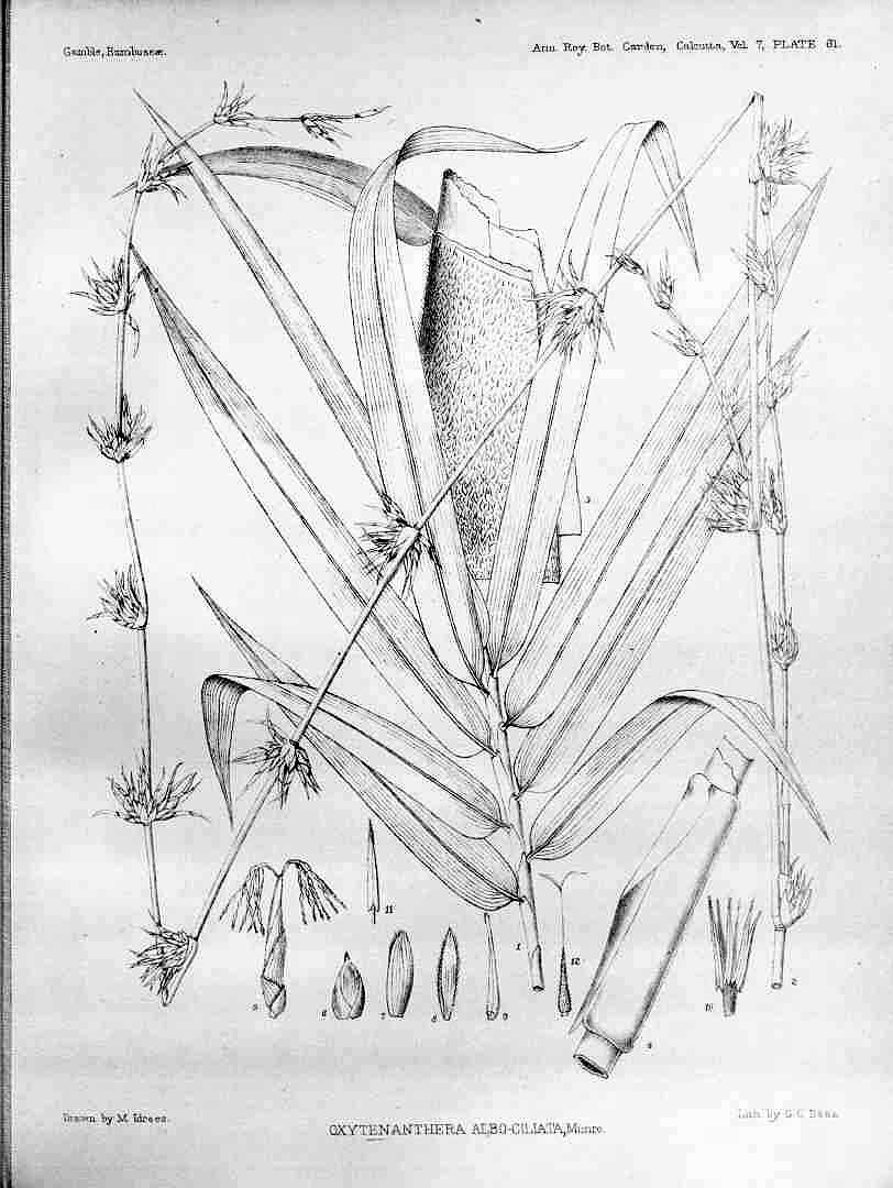 no HD illustration available (3)