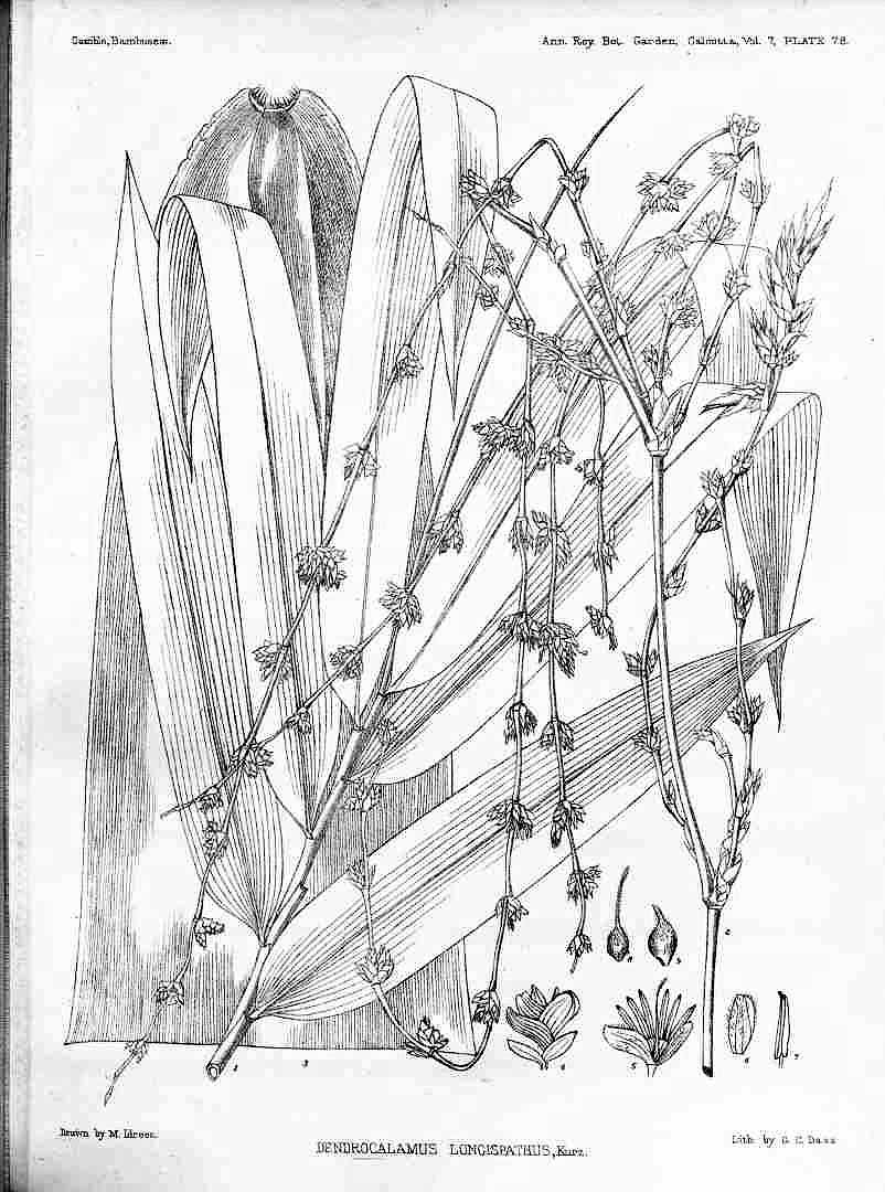 no HD illustration available (3)