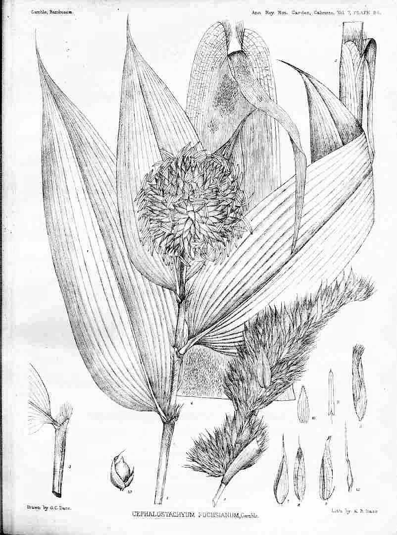 no HD illustration available (3)