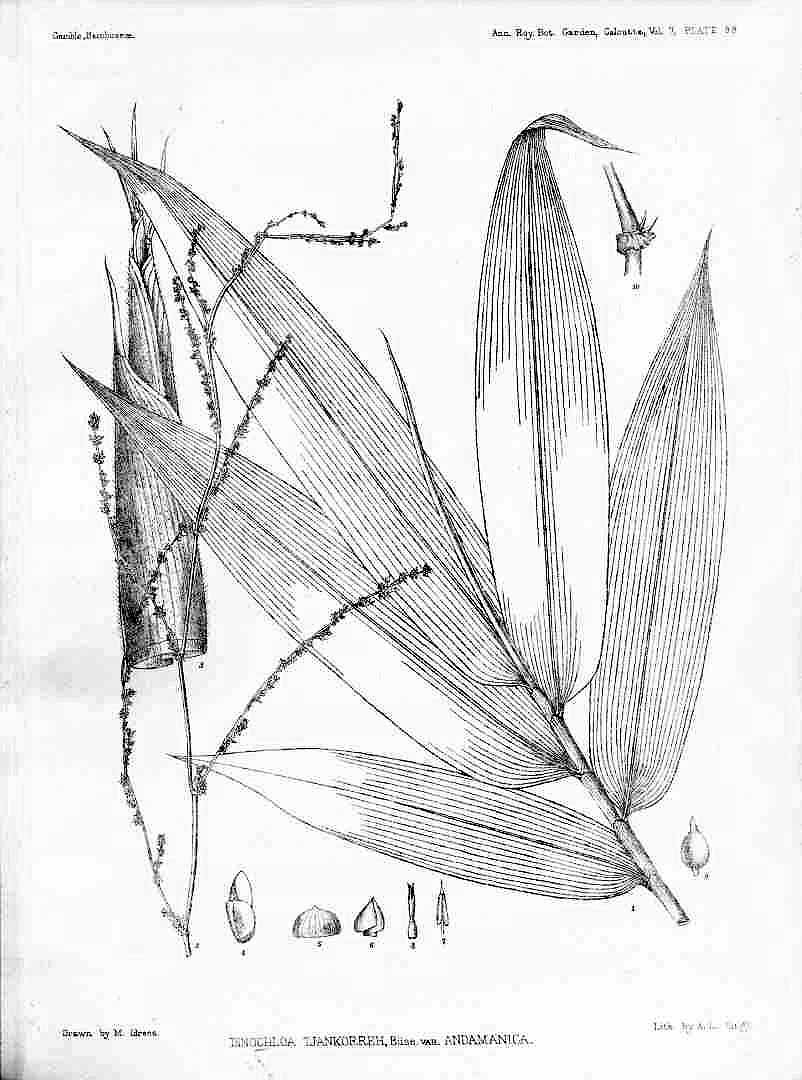 no HD illustration available (3)