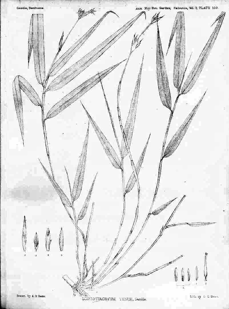 no HD illustration available (3)