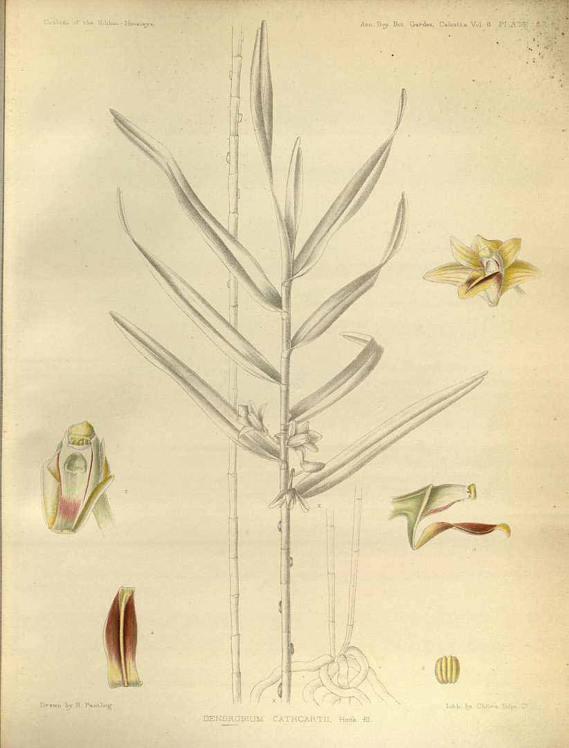 no HD illustration available (3)