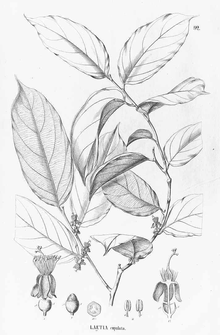 no HD illustration available (3)