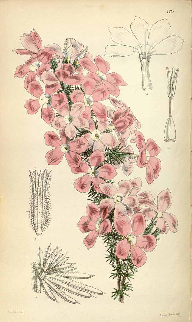 no HD illustration available (3)