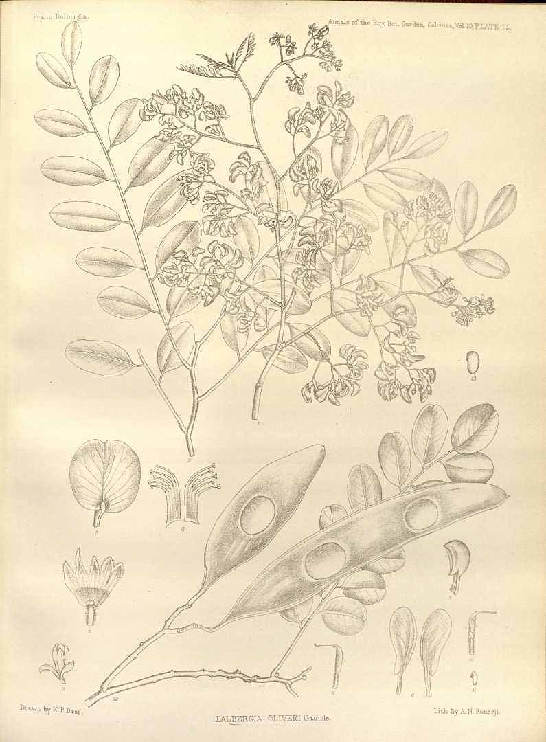 no HD illustration available (3)