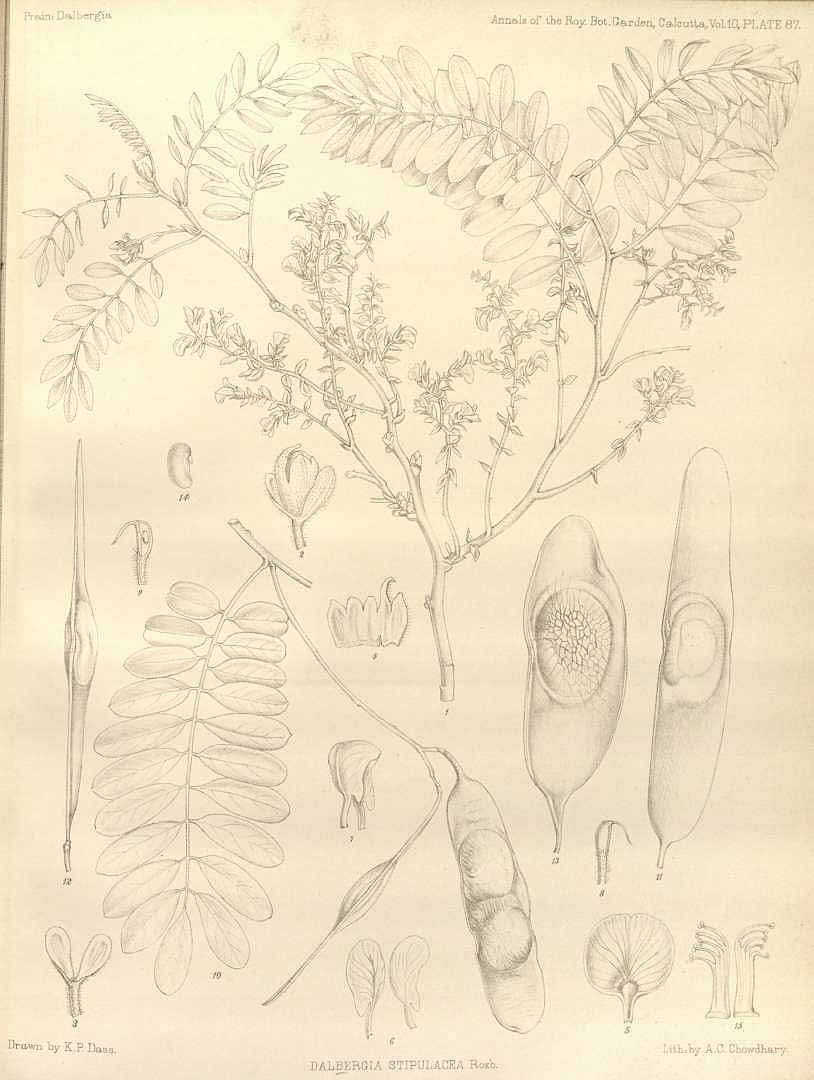 no HD illustration available (3)