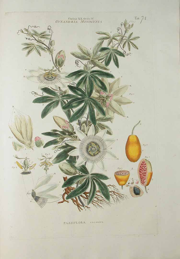 no HD illustration available (3)