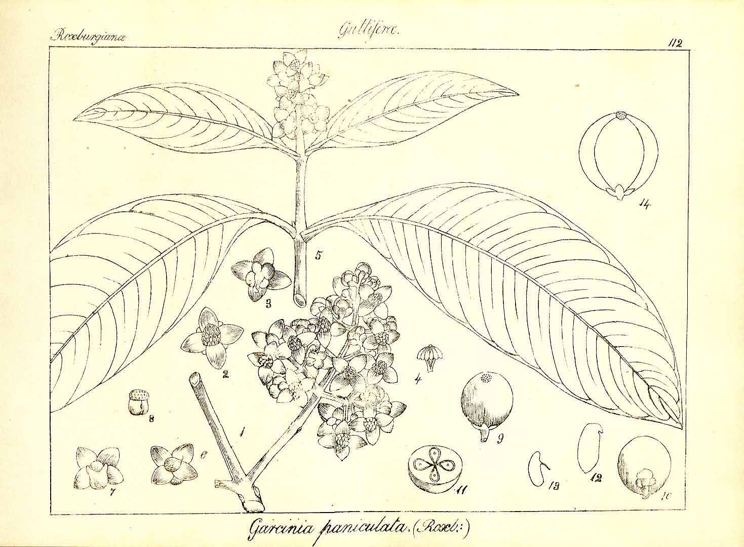 no HD illustration available (3)