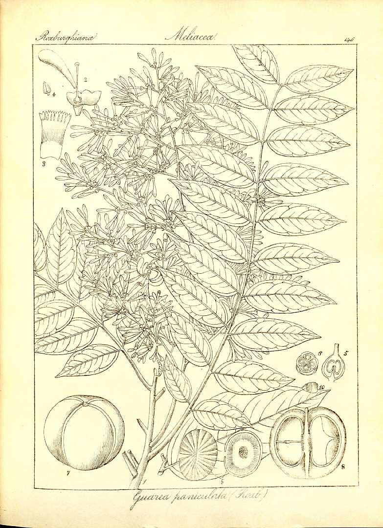 no HD illustration available (3)