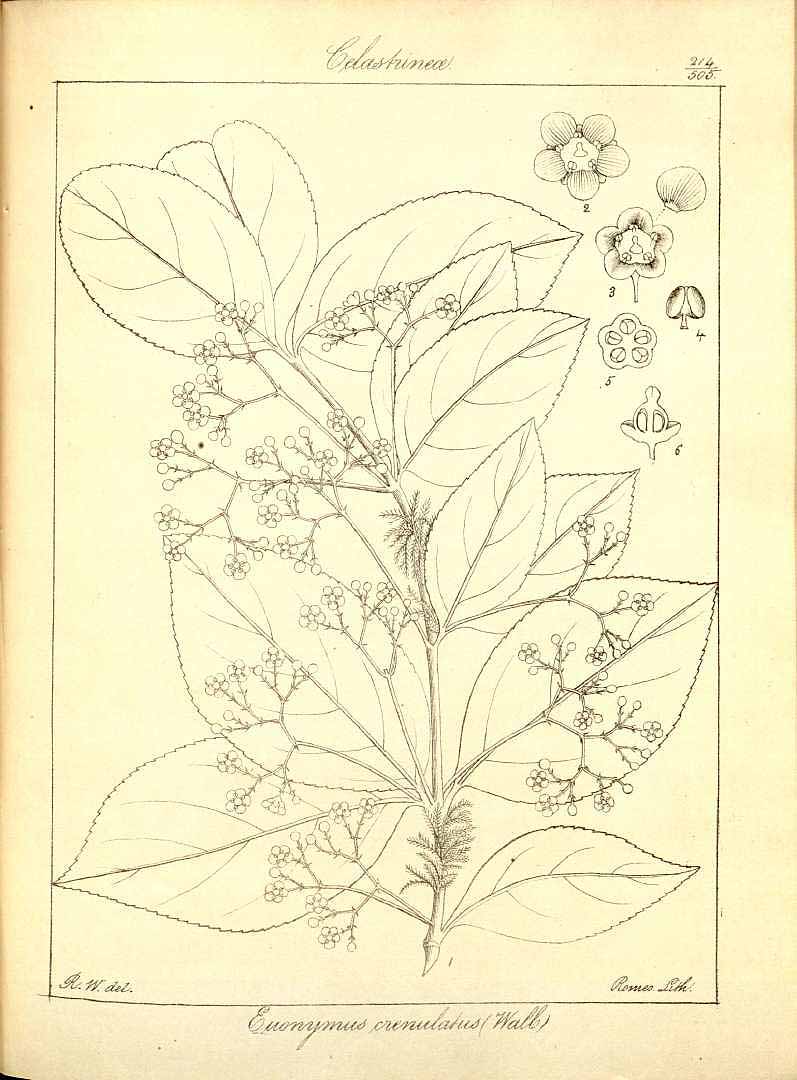 no HD illustration available (3)