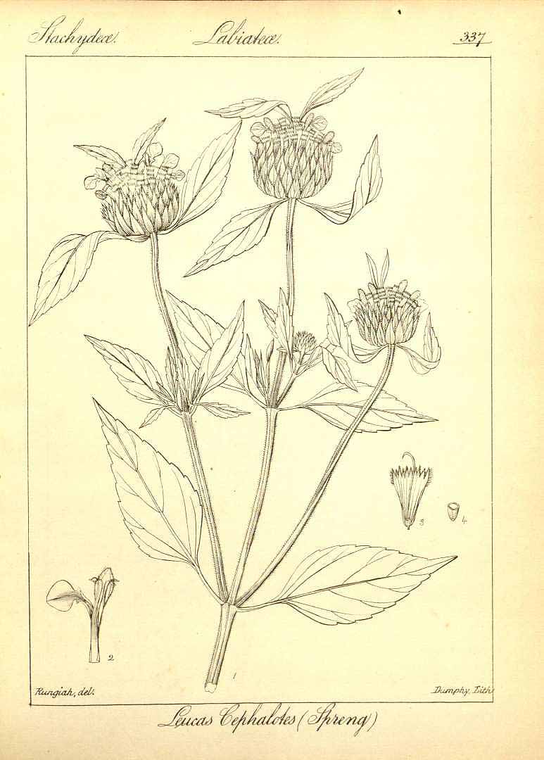 no HD illustration available (3)