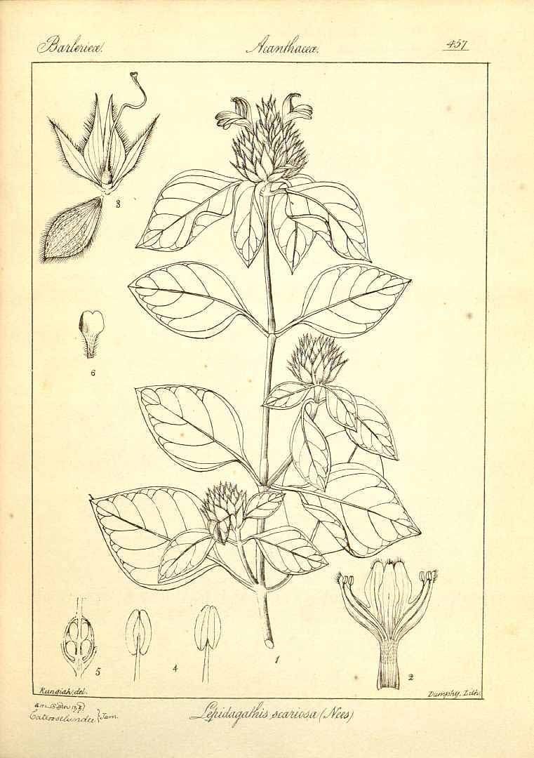 no HD illustration available (3)