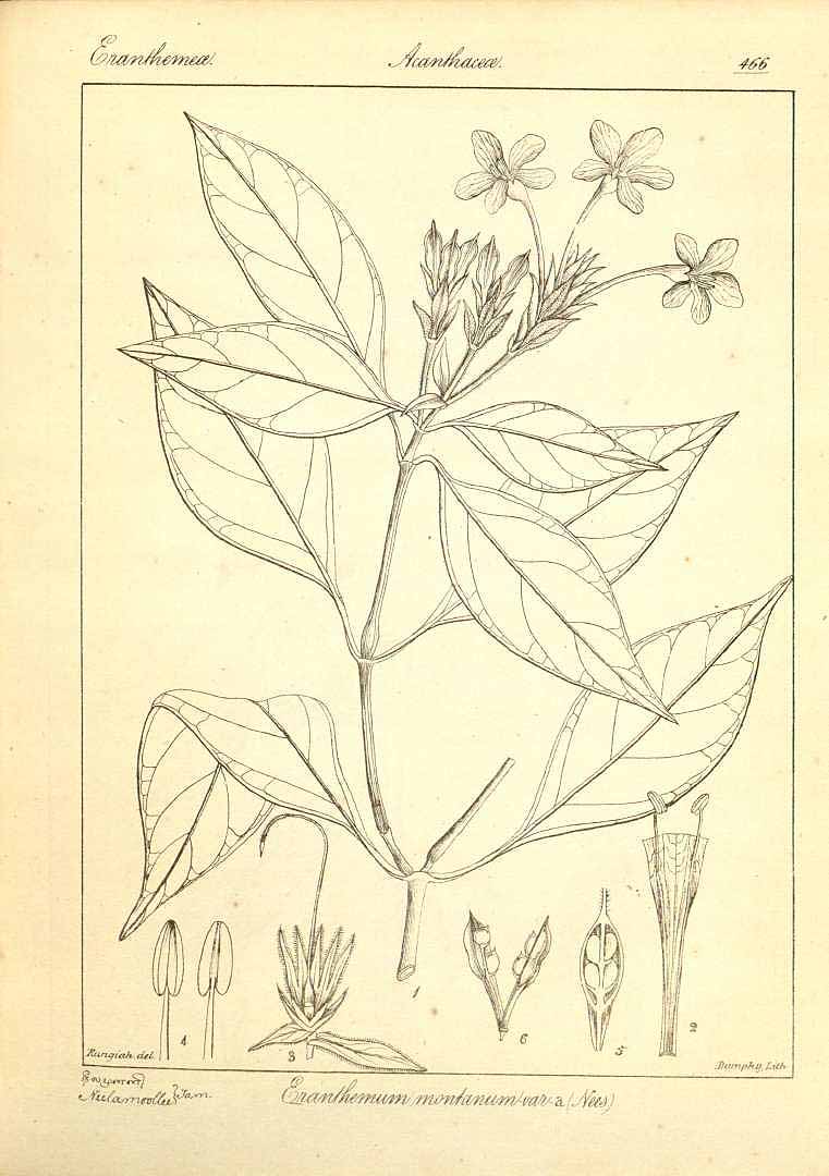 no HD illustration available (3)