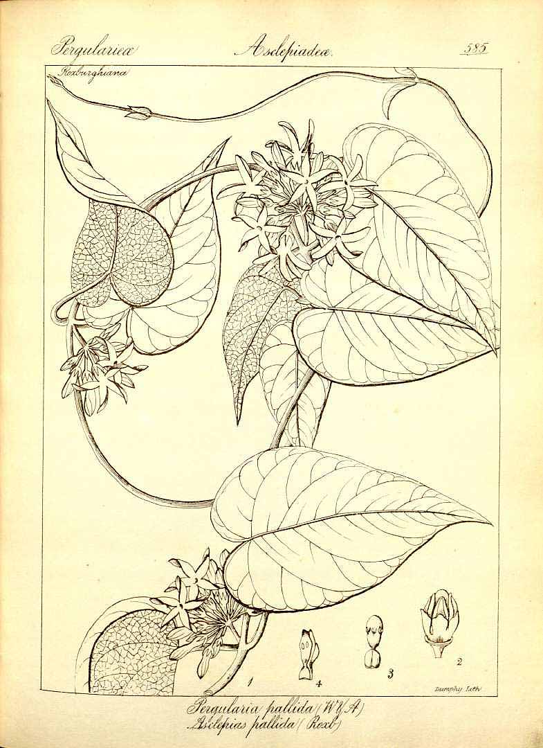 no HD illustration available (3)