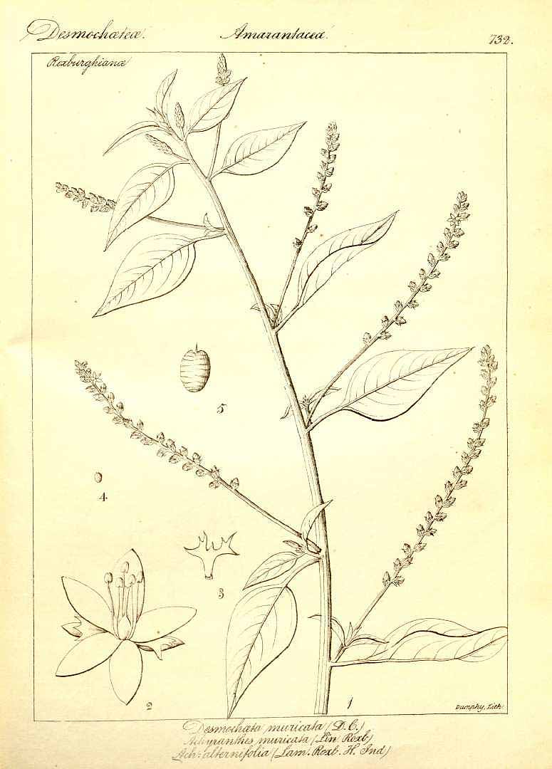 no HD illustration available (3)