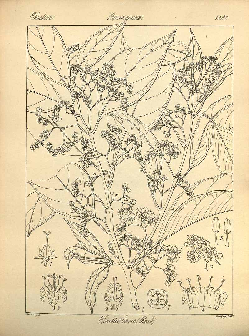 no HD illustration available (3)