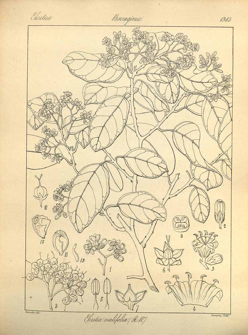 no HD illustration available (3)