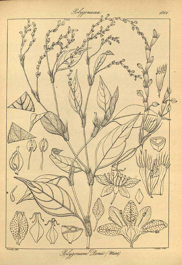 no HD illustration available (3)