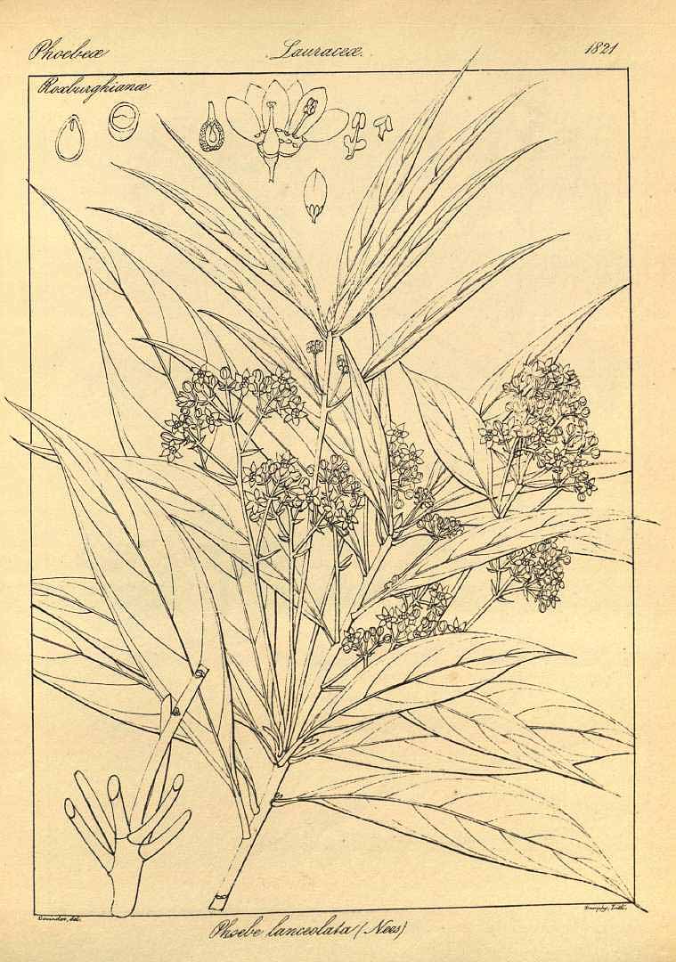 no HD illustration available (3)