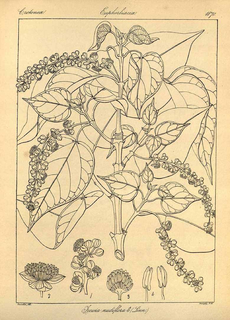 no HD illustration available (3)