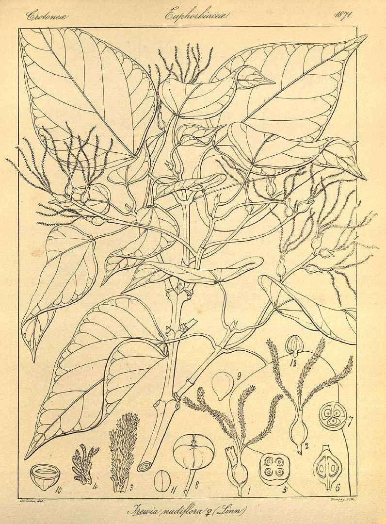 no HD illustration available (3)