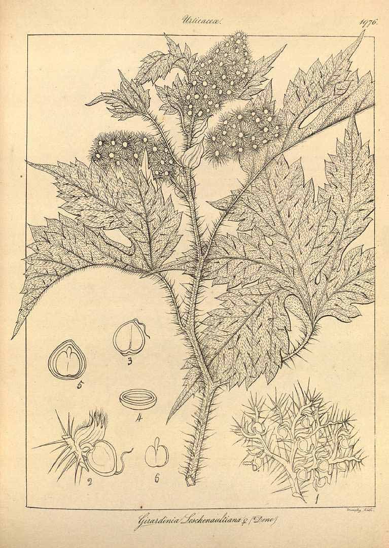 no HD illustration available (3)