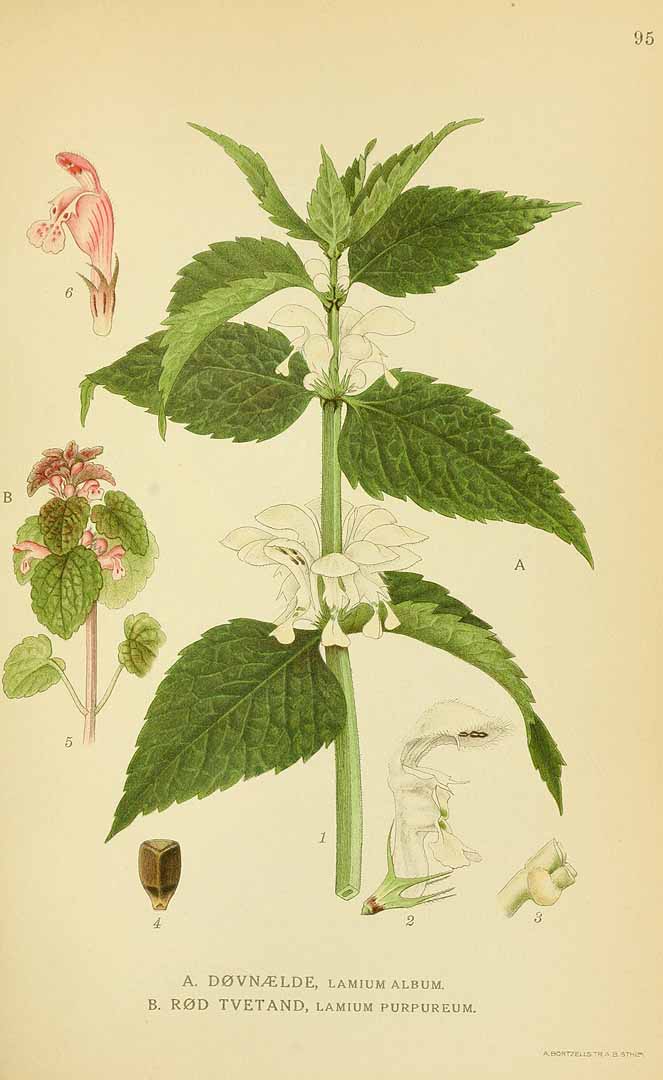 no HD illustration available (3)