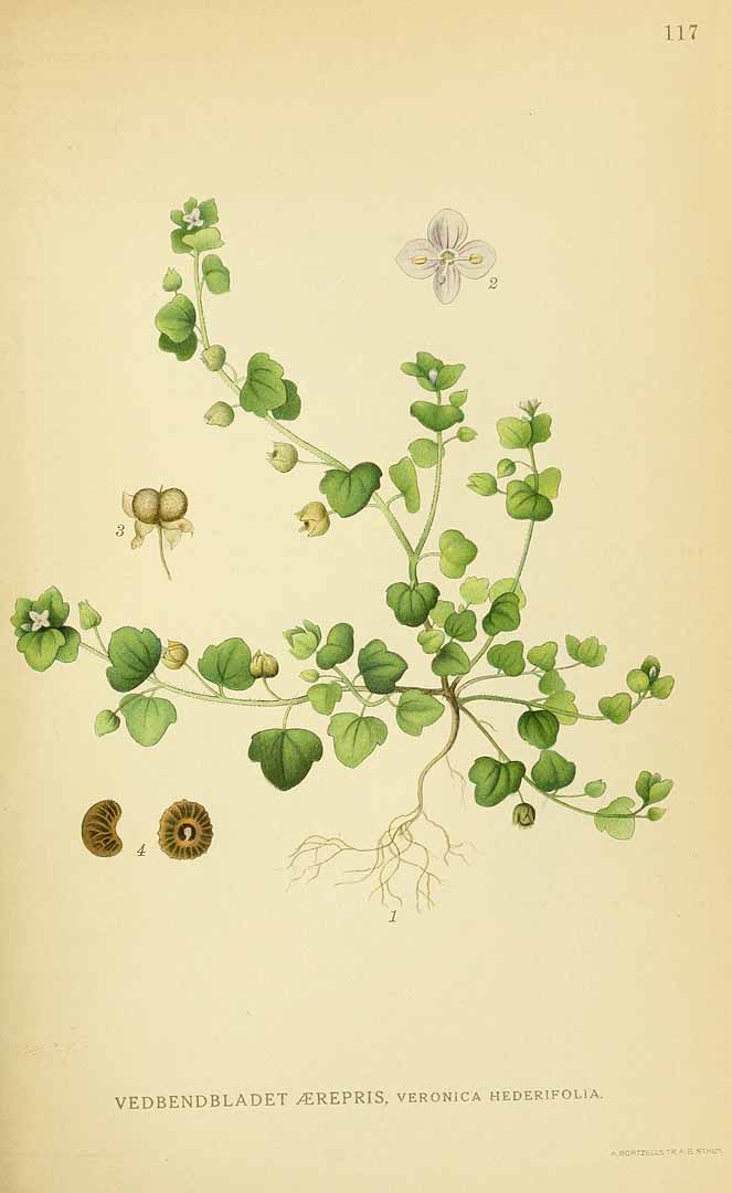 no HD illustration available (3)