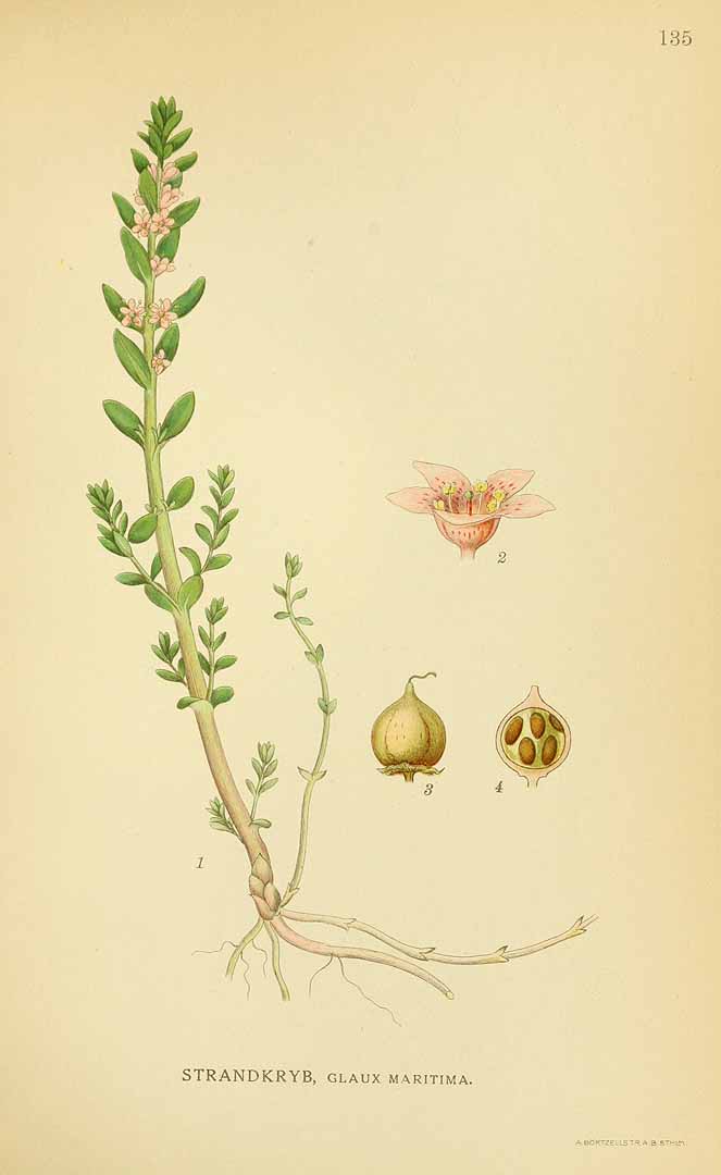 no HD illustration available (3)