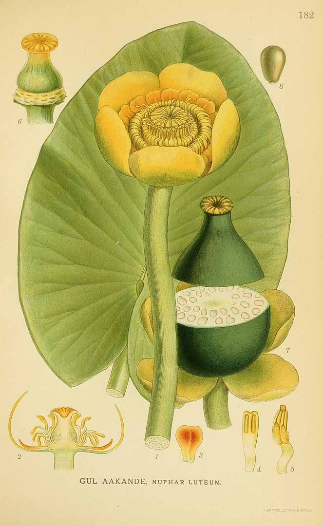 no HD illustration available (3)