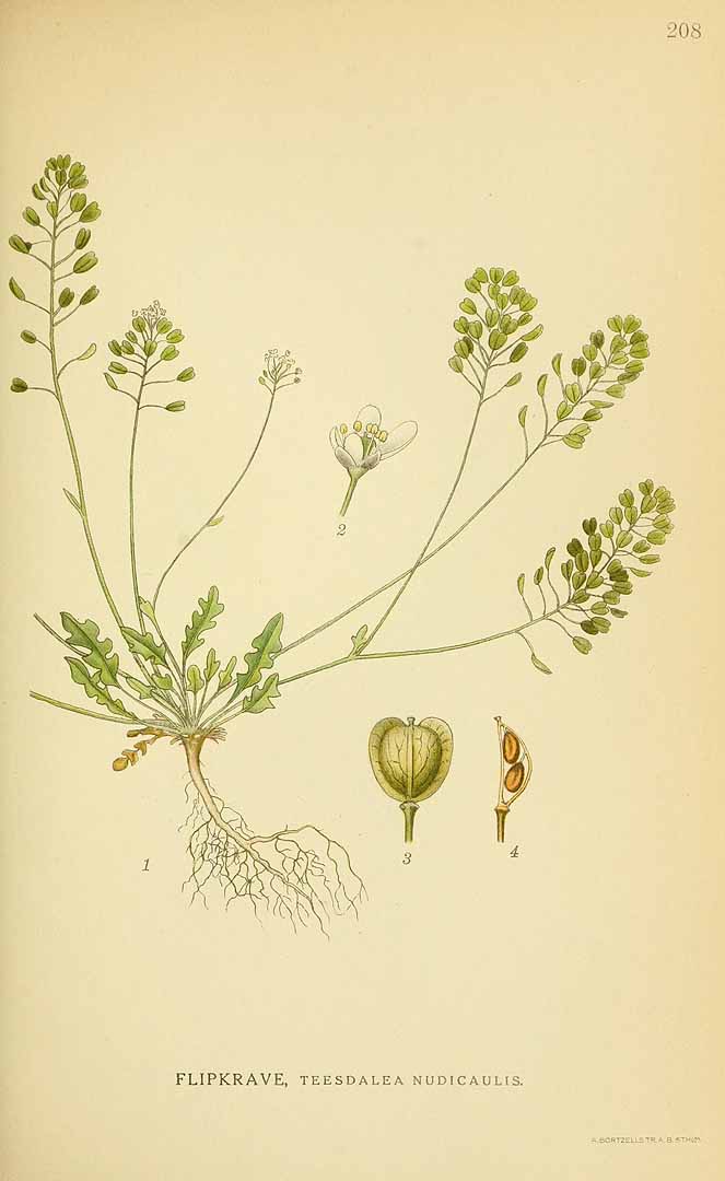 no HD illustration available (3)