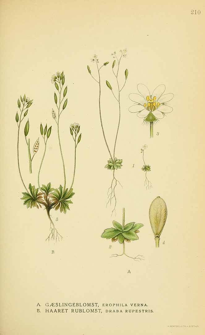 no HD illustration available (3)